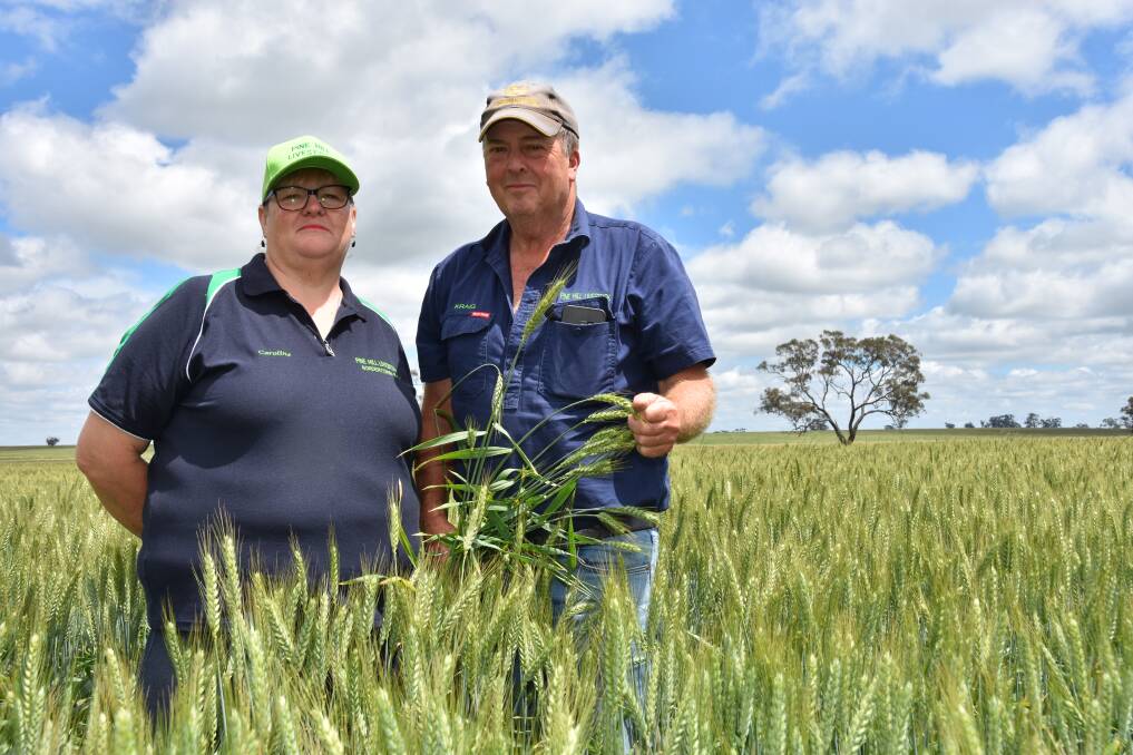 FAVOURABLE FINISH: Caroline and Kraig Johnson, Bordertown, late last month in their Catapult wheat crop, which they have grown for the first time. They are hoping the long-season crop will yield 6 tonnes a hectare to 7t/ha.