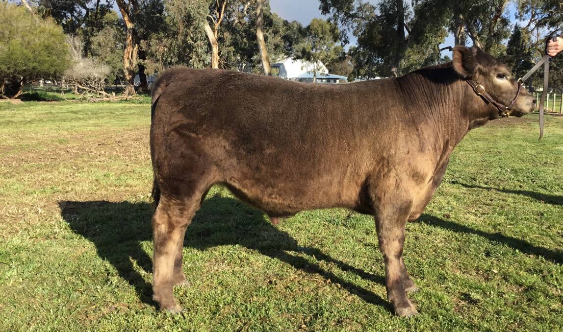 VIEWERS CHOICE: Murray Grey steer, Quantas, from Bordertown High School took out the People's Choice Award in Stock Journal's Steer Showdown.
