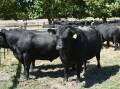 During SA Angus Week in the coming fortnight there are 1065 bulls catalogued for 16 online sales and auctions. Picture by Catherine Miller