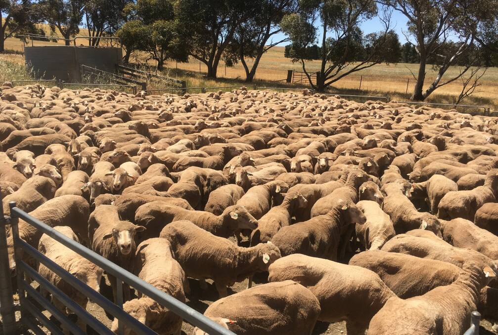 PRODUCTIVE EWES: East Bungaree's stud ewes which cut 7.5-8 kilograms of wool. The stud's long-term lambing percentage is between 95-100pc.