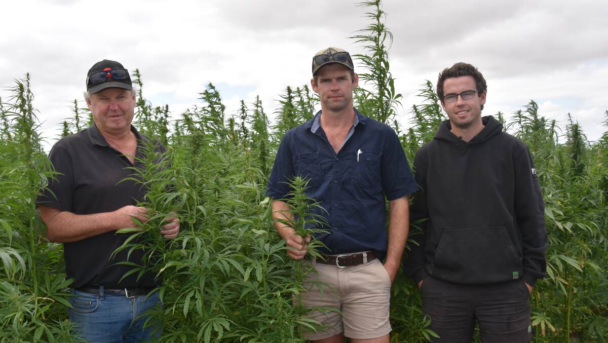 Simon Gartner and sons Jack and Brad, have been growing industrial hemp under irrigation for the past four years at their Maaoupe property. Picture by Catherine Miller