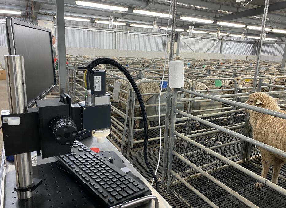 NEW TECHNOLOGY: Merinos at the University of Adelaides Roseworthy Campus are being scanned using the medical imaging technology.
