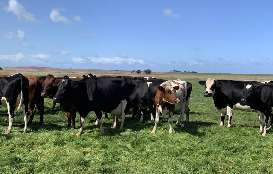 A Dairy Australia study has shown those herds using a two way Holstein-Jersey cross had extra benefits but a three breed rotational cross was even better.