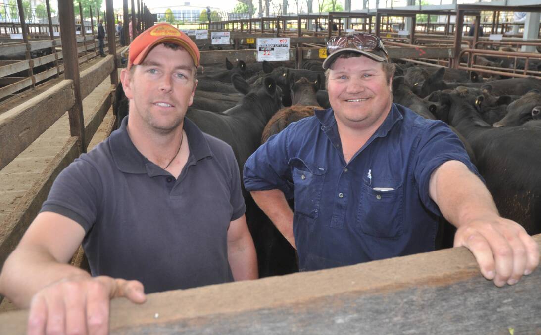 TOP DRAFT: Tim Price and Andrew Lock with the run of 132 Nurrungah Cattle Co steers which sold to $4.32/kg and averaged $4.01/kg. The 7-8-month-old calves were JB Angus, Granite Ridge and Duck Island bloodlines.