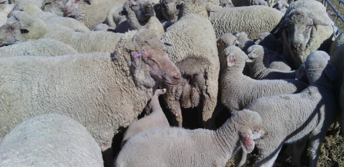 RECURRING PROBLEM: Photosensitisation has been seen in sheep grazing some medic and vetch pastures again this year.