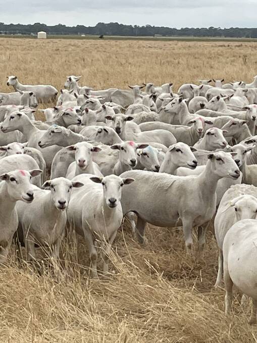 Some of John Mossop's Prolific White- Nudie ewes at Bool Lagoon. Picture supplied.