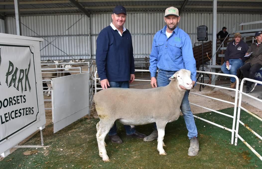 Tim Williams, Willswood Farms, Bordertown, bought both breeds including lot 1 in the Poll Dorsets for $2400 being held by Netley Park's Michael King.