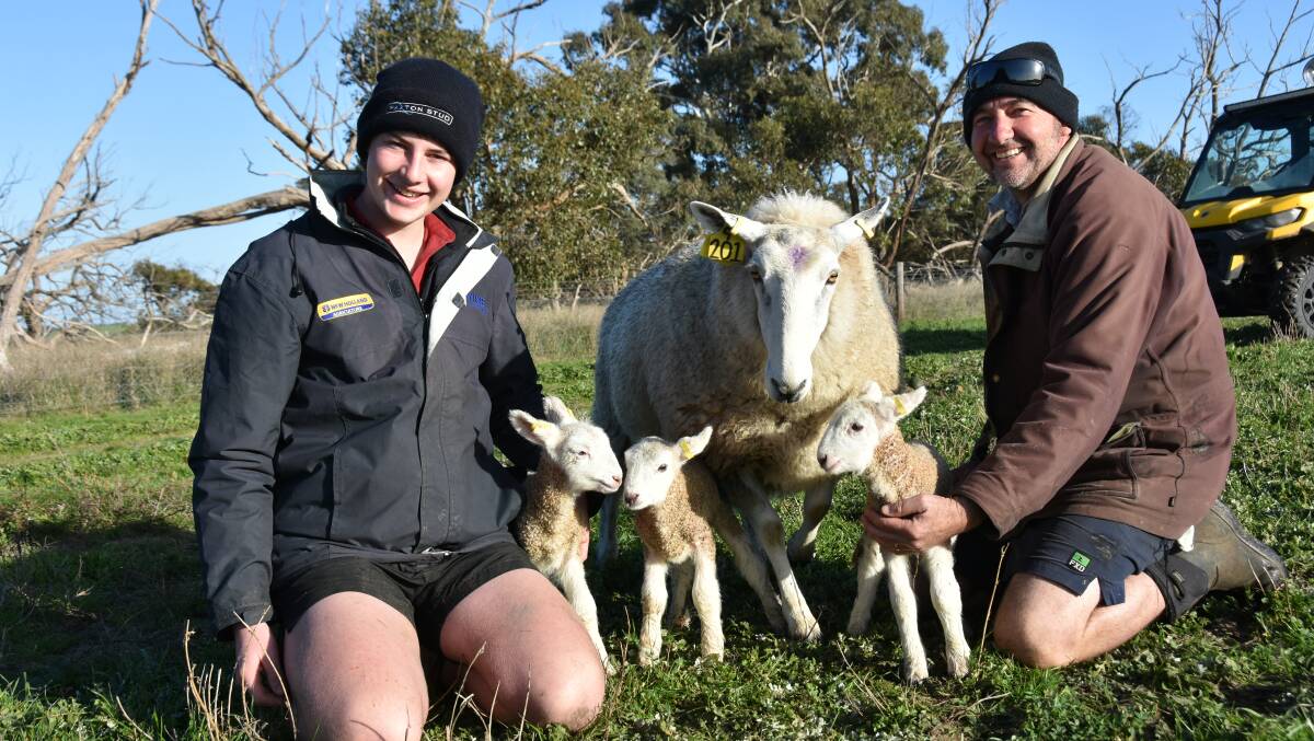 TOP DROP: Will and Martin Harvey, Paxton stud, Western Flat, tag triplet lambs from one of their Border Leicester stud ewes. They have had "exceptional weather" for lambing.
