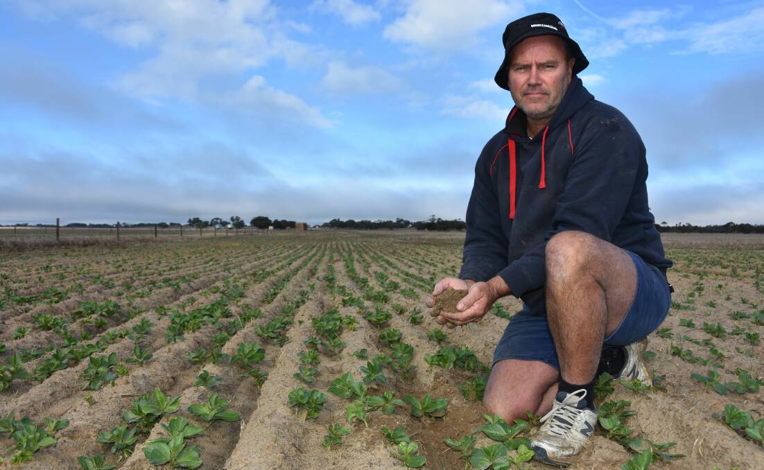 REMEDIAL ACTION: Sherwood farmer Trevor Menz applied 450 tonnes of lime to cropping paddocks in March this year. He is pictured in a crop of broad beans sown in mid-May.