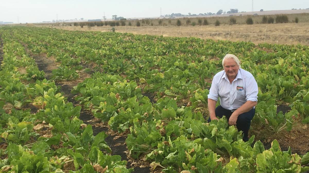 NEW FIT: Cropmark Seeds' Bruce Hume with the fodder beet making the most of moisture in a swamp in February.