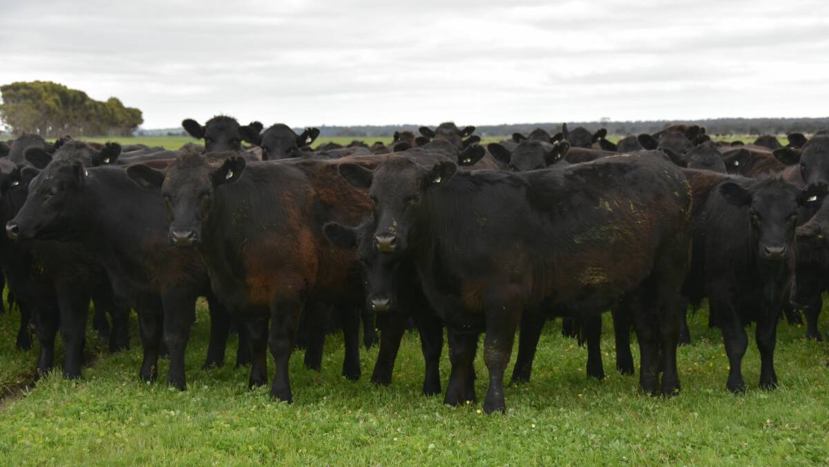 SE grassfed competition benchmarks best beef
