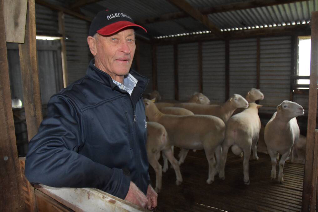 Poll Dorset stalwart Graham Day, Allendale stud, Bordertown, says the breed's early growth is its number one trait. Picture by Catherine Miller
