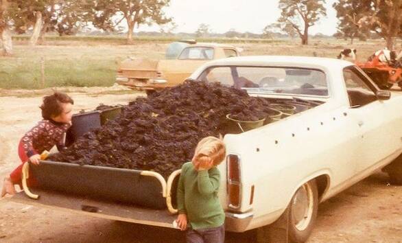Four year old Kirsty Balnaves and three year old Pete Balnaves with some of the familys grapes during their first harvest in the mid 1970s.