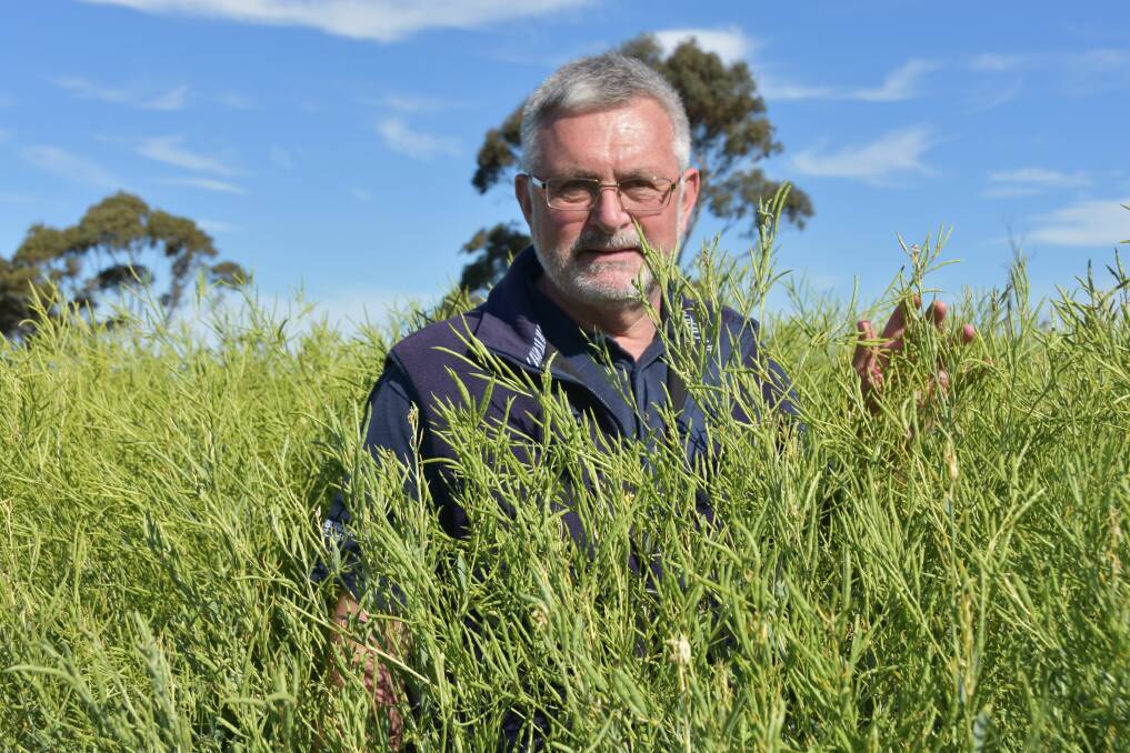 PROMISING YIELDS: Yeruga Crop Research's Trent Potter in one of the SA trials of Brassica carinata at Bordertown late last year. He is working with the University of Qld to find the best lines for Australian conditions.