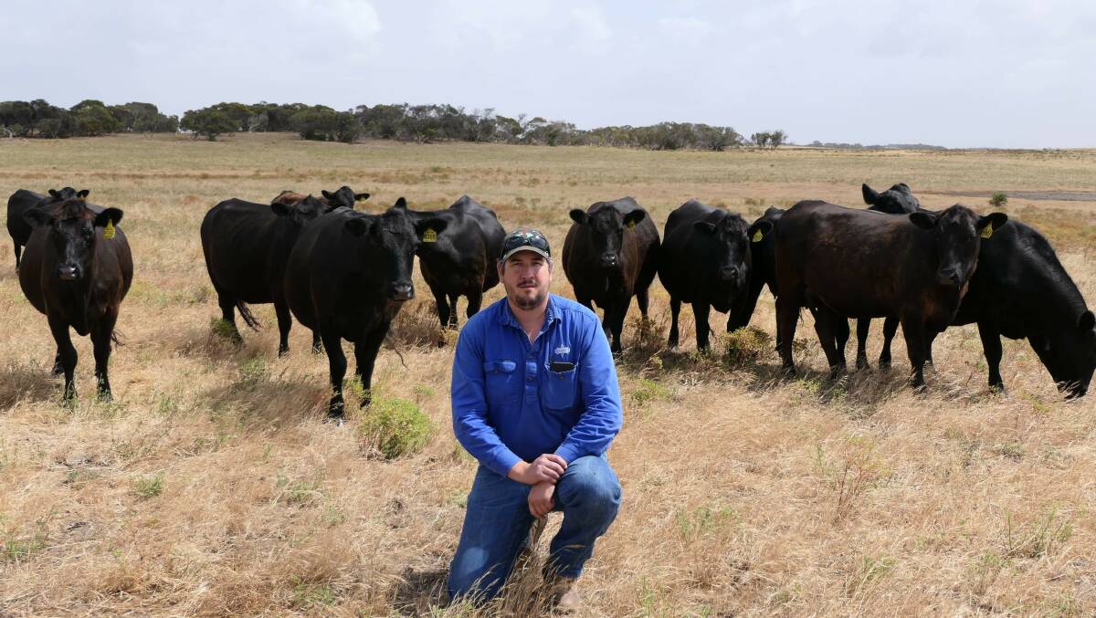 Stoney Point stud manager Peter Colliver with some of the PTIC females which will be on offer in the first stage dispersal on March 24 next year.