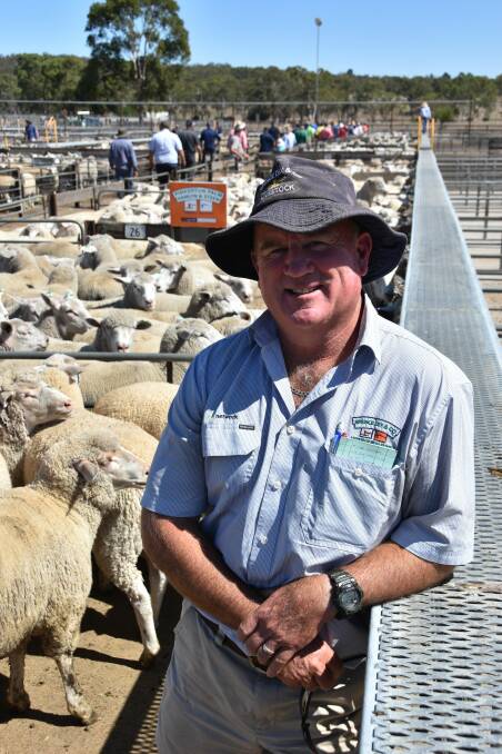 HEADY HEIGHTS: Spence Dix & Co's Kym Lovelock, Bordertown, in a pen of his client's White Suffolk-Merino lambs which made $310 at Naracoorte.