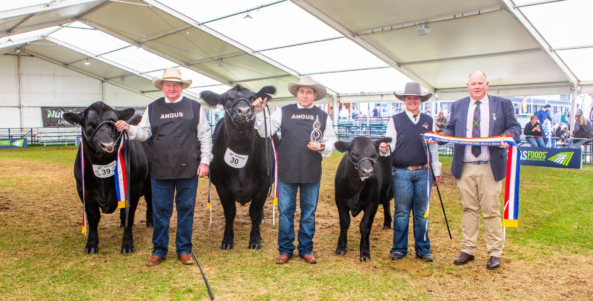Greg Fuller, Cowra, NSW, holds Pine Creek Top Prize T048, Gavin Iseppi and Christie Lee Fuller, Cowra, hold DSK Pep Martina R77 and its calf. Sashing the all breeds pair is RA&HS of SA board member Tim Donaldson.