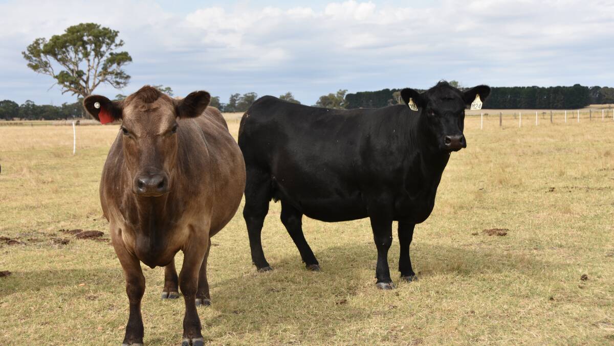 A Murray Grey cow and Angus cow in Phillips Cattle Company's breeding herd.