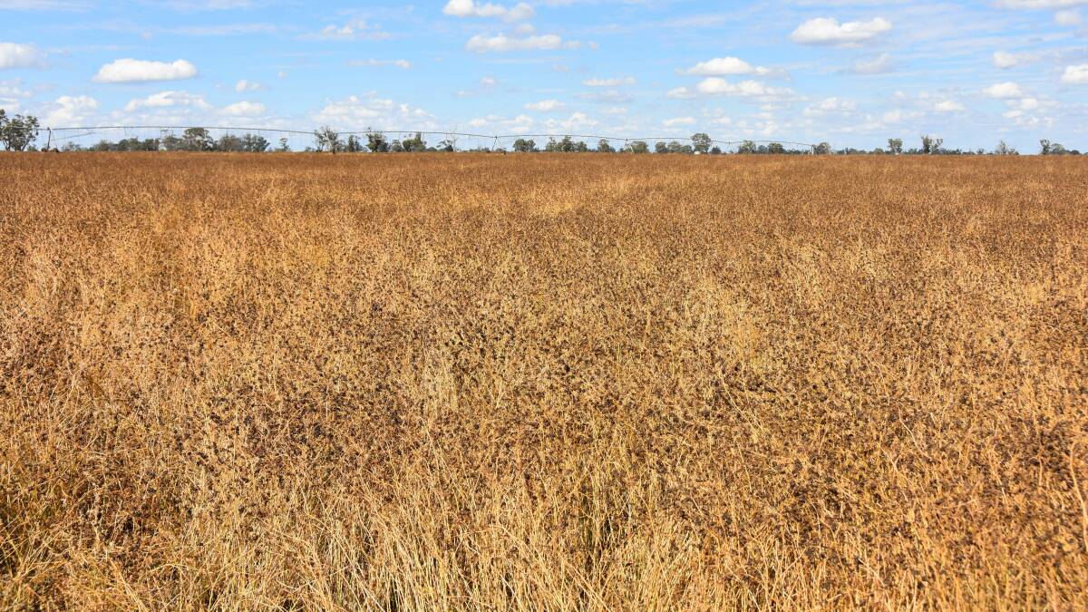 Hopes up for lucerne seed as demand lifts