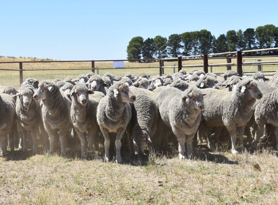 GOOD WOOLS: Some of Canowie's ram lambs, which have been bred from years of performance testing.