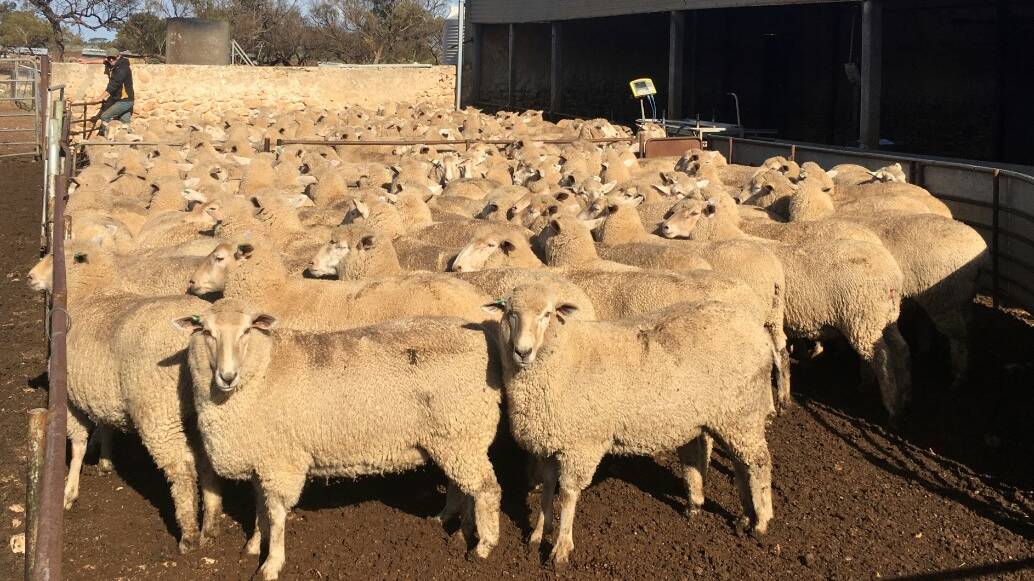 RECORD BREAKERS: These young Border Leicester-Merino ewes scanned in lamb to Poll Dorset sires set a new national record on Tuesday at $476.