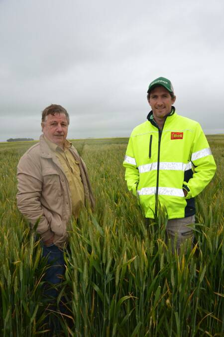 TRIAL INSIGHT: Greg and Tom Bell inspect the cereal trials at the GRDC Hyper Yielding Crops field day at Millicent last month. Tom says while bean prices are "steady", the very strong canola prices should make for good returns.