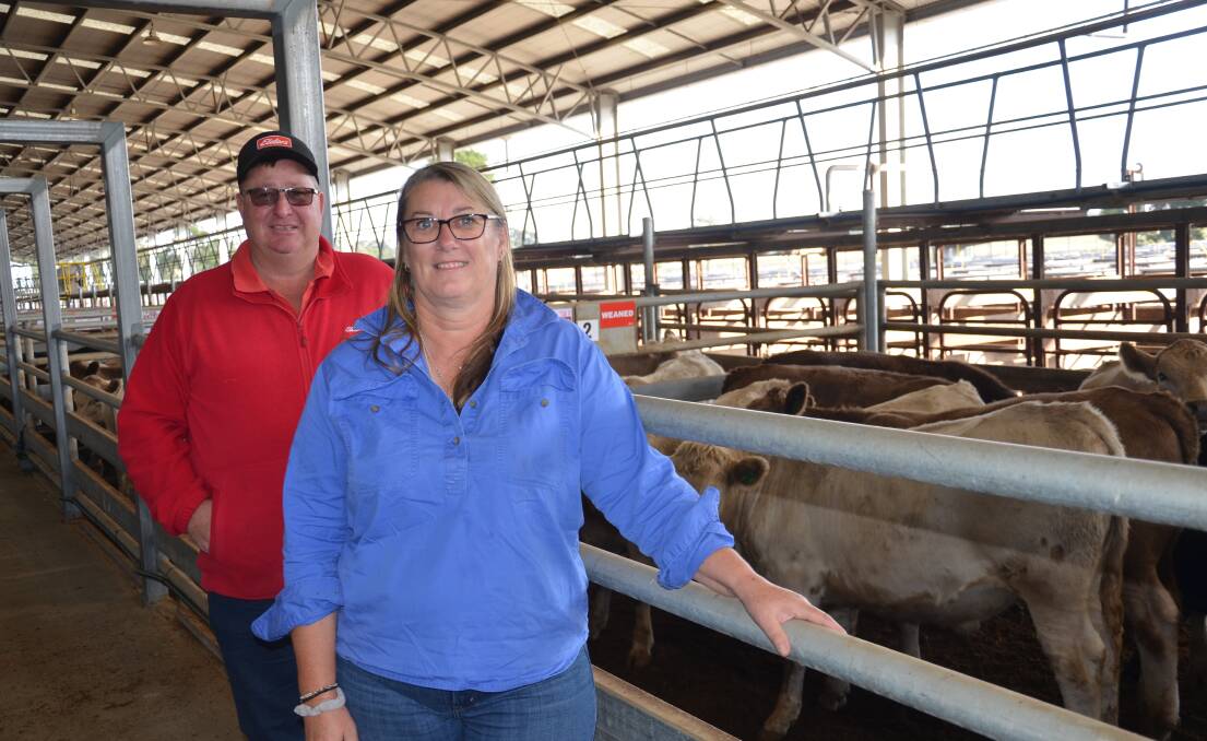 Elders' Lameroo and Bordertown agent Darryl Napper with Jo Knauerhase, Booleroo Farm Family Trust, Bordertown, sold nine Lindsay bld Murray Grey steers for $1300. They were 387kg.