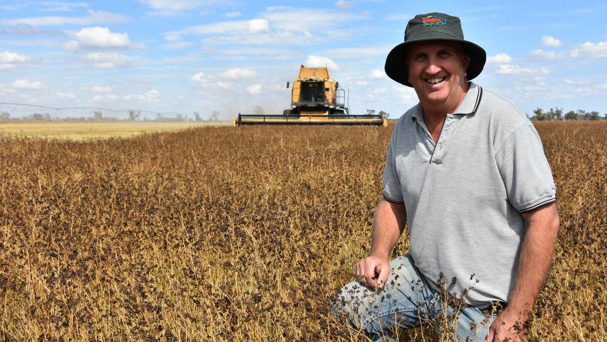 PROMISING YIELDS: Western Flat lucerne seed grower Mark Pridham is hopeful yields in his late crops will be up on 2019, with this crop of Siriver going about 1.1 tonnes a hectare to 1.2t/ha off the header.