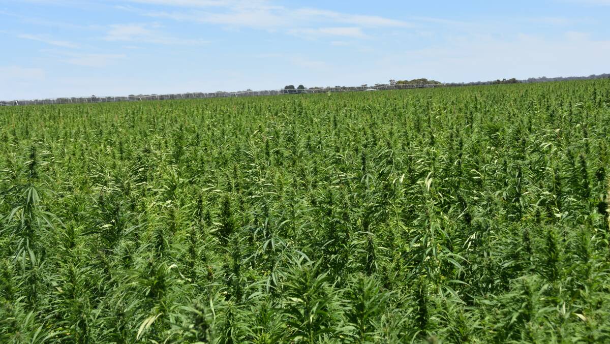 A hemp crop at Maaoupe which will be harvested soon.