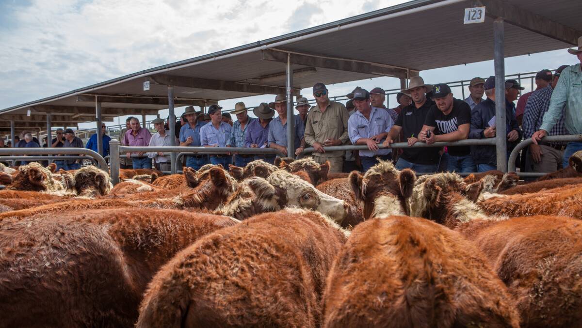 Both prime and store markets in SA are continuing as normal but attendance is being restricted to active buyers, agents, livestock transporters and yards staff.