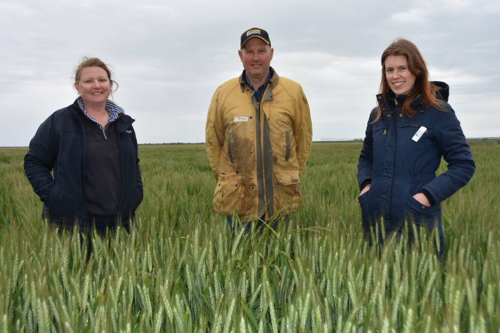 RYEGRASS CAPTURE: SARDI scientist Melissa Fraser, Peter Williams, Conmurra, and the University of Adelaide's Fleur Dolman look at annual ryegrass plants in a wheat crop.