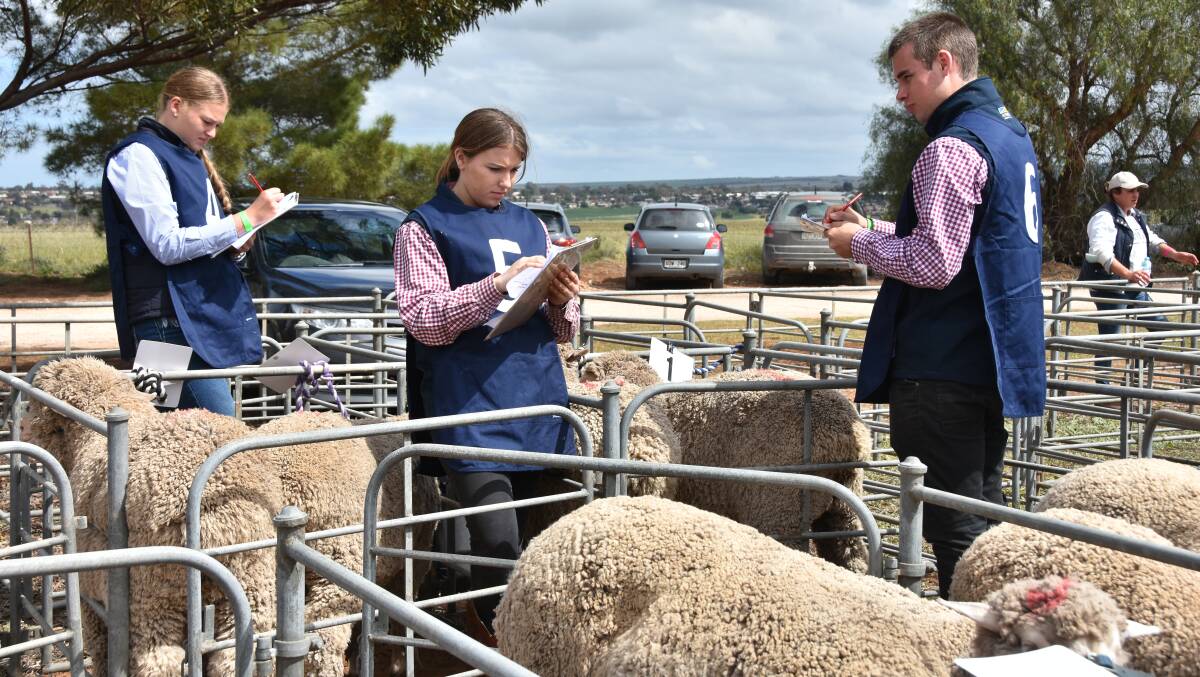 Entrants in the Merino Sheep Young Judges Championship at Murray Bridge Show write down their placings and reasonings for each of the animals.