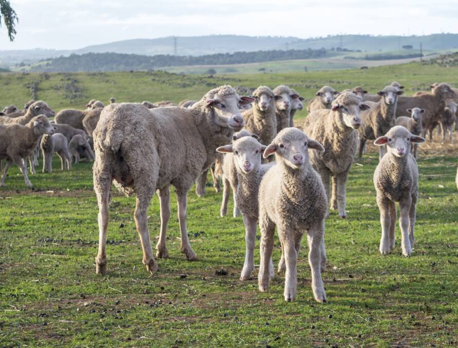 SA flocks put melatonin to test for lifting twin lamb survival