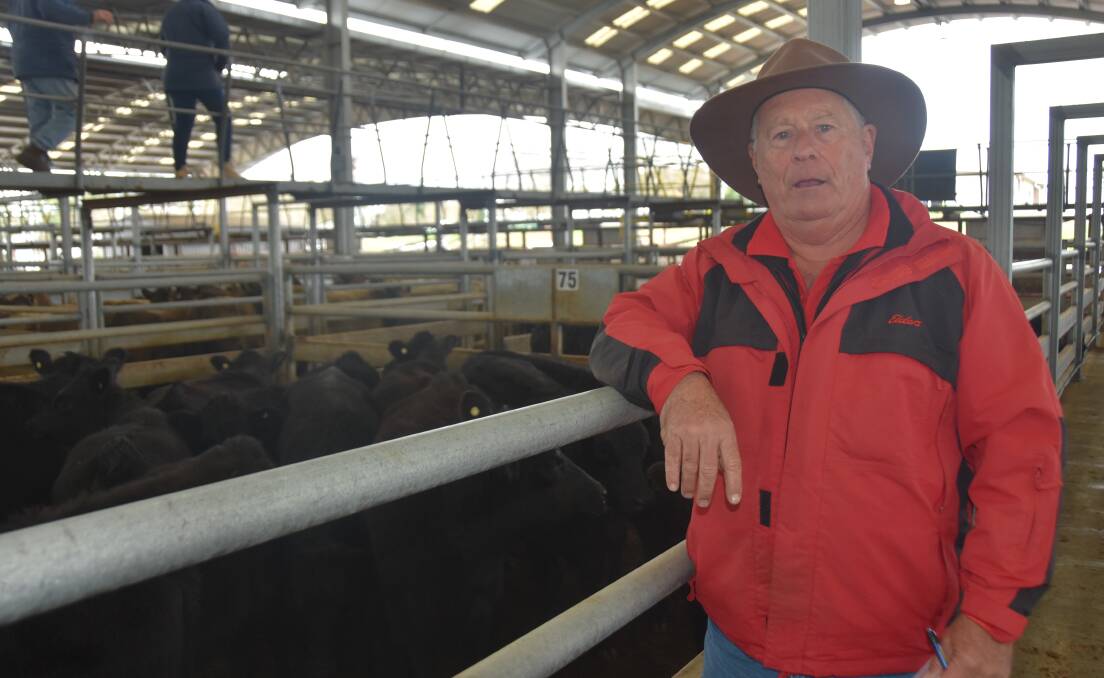 Elders Roseworthy's Bruce Cameron bought 77 heavy Angus heifers for Jamalka feedlot, Tumby Bay.