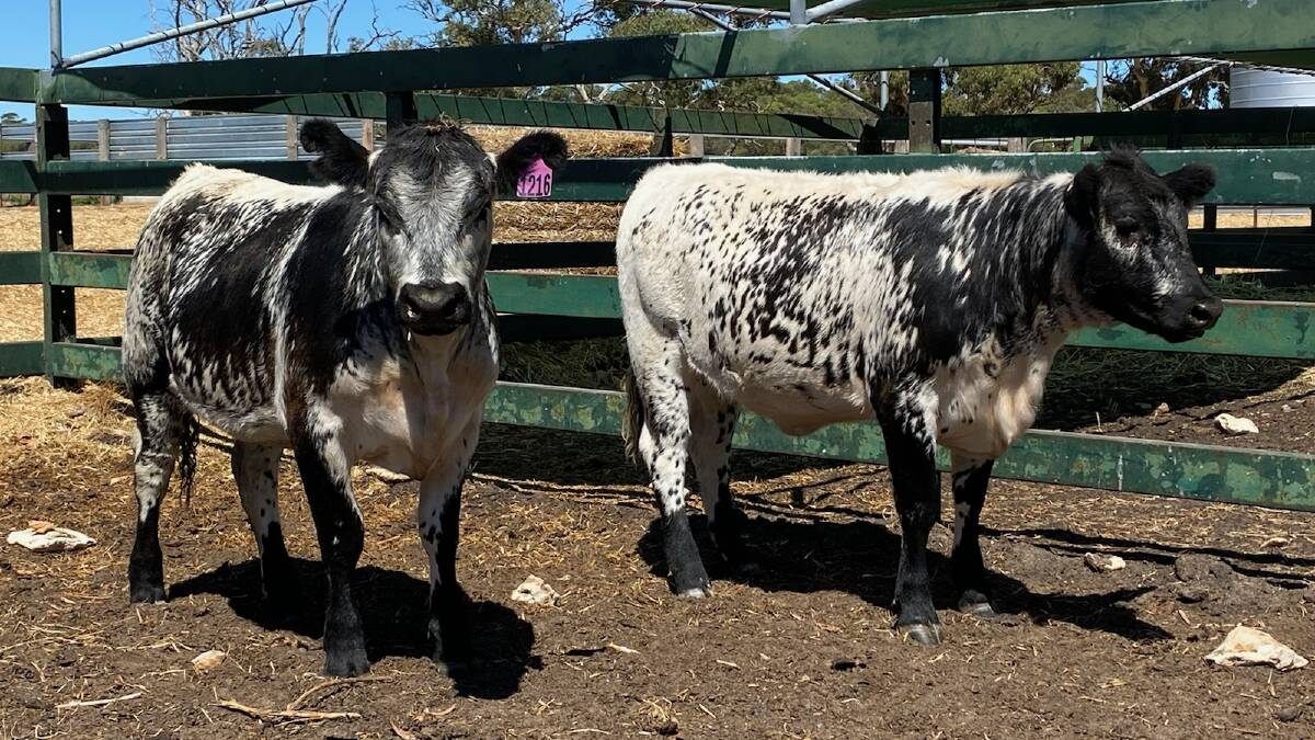 These two Speckle Park heifers donated by WV James & Sons, Cooranga, are among 131 lots on offer in the fundraising auction this weekend in Lucindale.