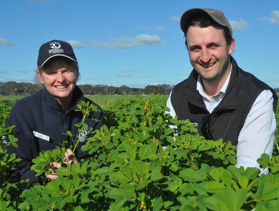 GAME-CHANGER: SARDI senior research officer Amanda Pearce and Seednet national production manager Chris Walsh in a messina plot at SARDI's Conmurra site, which grew 6.5t dry matter a hectare during winter.