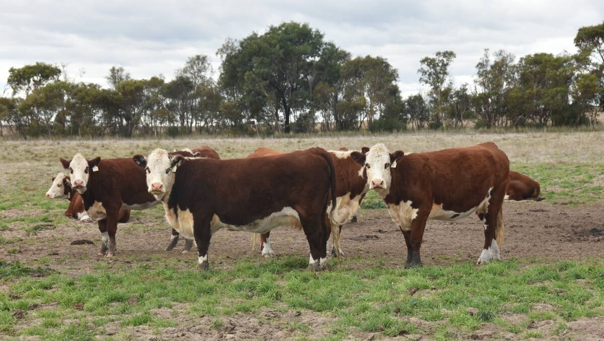 Oak Downs is offering about 175 cows with calves which will all be rejoined for at least six weeks after calving. 