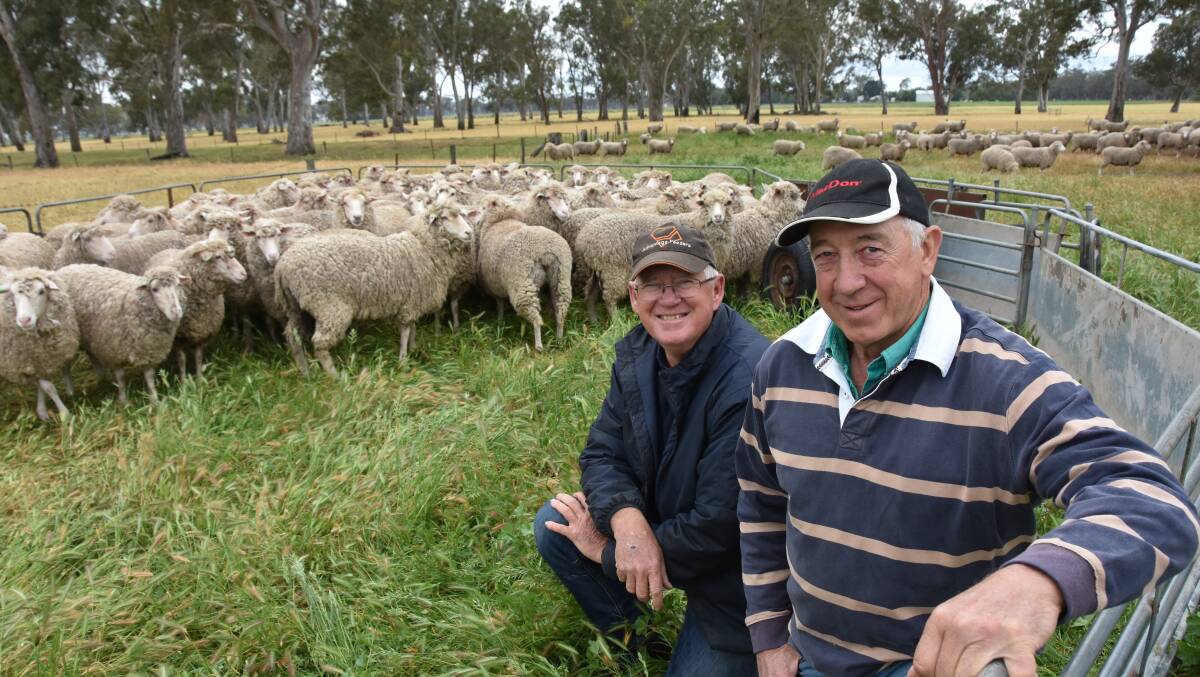 GOOD SYSTEM: Rick Hinge and Tim Downing with some of the 1.5-year-old Multimeat-Merino ewes at Morooroo.