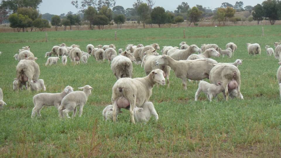 With the onset of lambing, breeding ewes may be at their greatest risk of succumbing to “production diseases”.