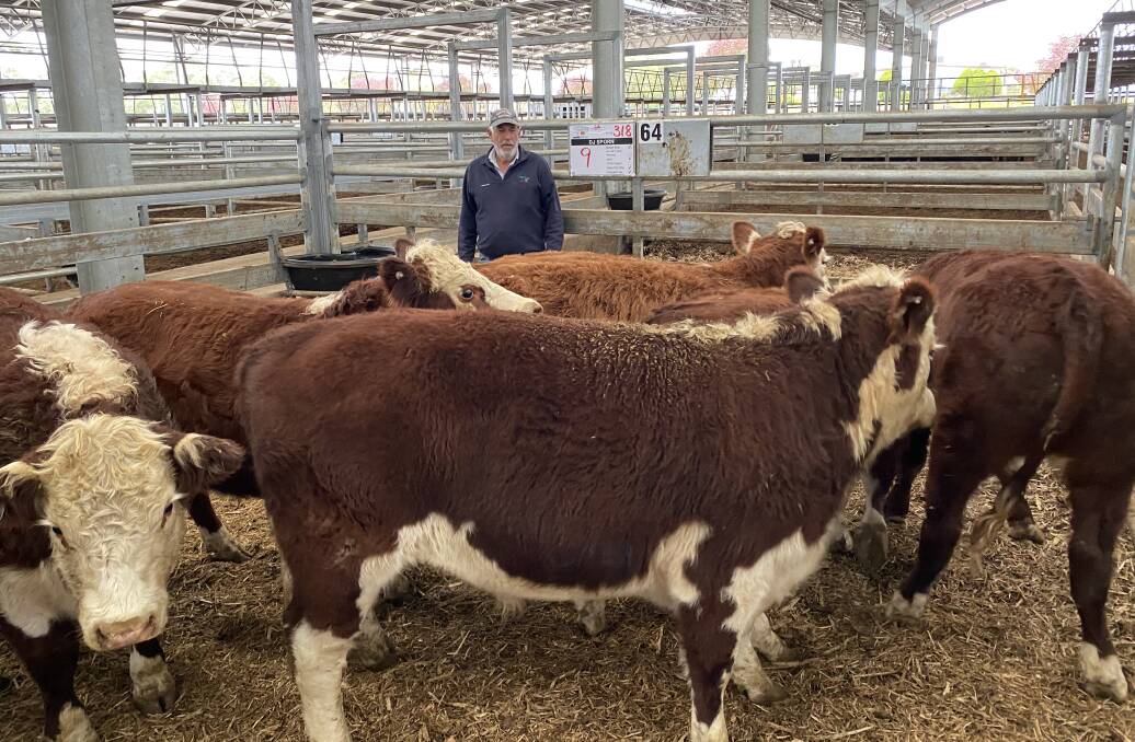 Pinkerton Palm Hamlyn & Steen director Robin Steen with a pen of Hereford steers offered by one of their clients DJ Sporn at the Naracoorte store cattle sale.