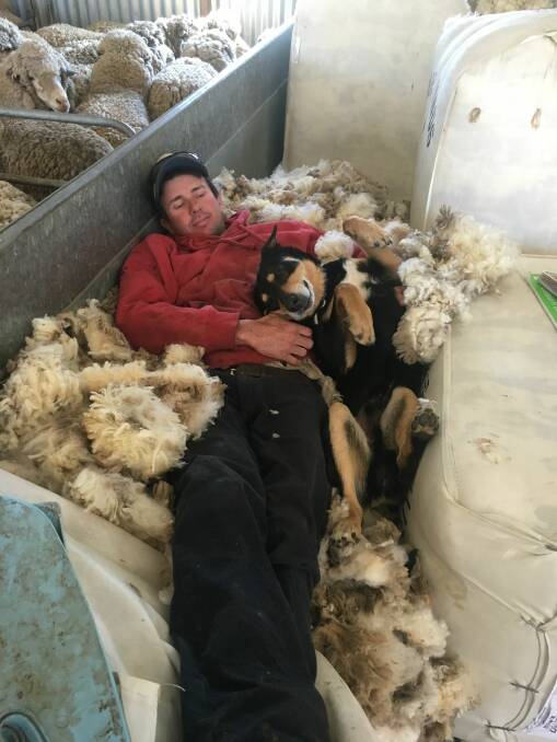 Matt Scharkie and his dog Mitch, Terowie, work on a property where they shear around 20,000 sheep a year.