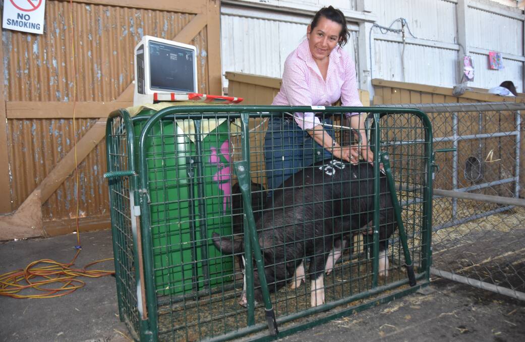RAC Farming's Rachel Chirgwin, Manoora, scans a young Berkshire boar, Bungendore Koonibba 690. It was one of 16 pigs she scanned for a trial. Picture by Catherine Miller