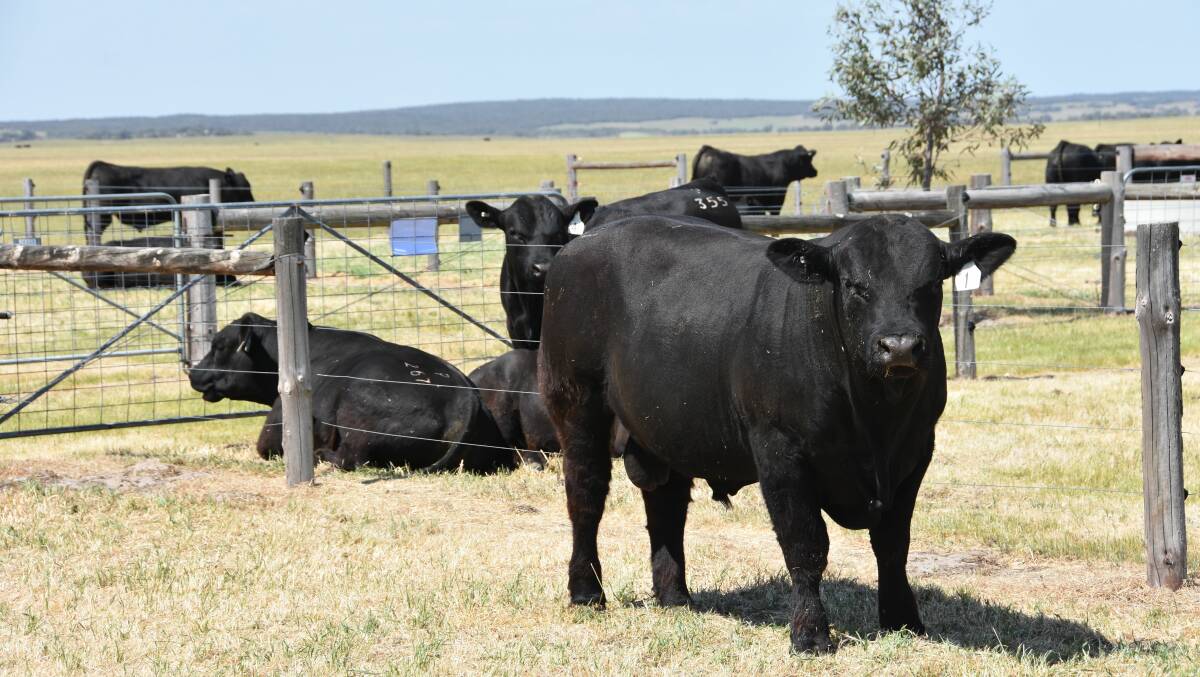 At the open day Lancaster Black Simmentals sold 10 bulls to $6000 three times and averaging $4700.