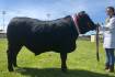 Gazza claims top spot in Mount Gambier steer showing |PHOTOS