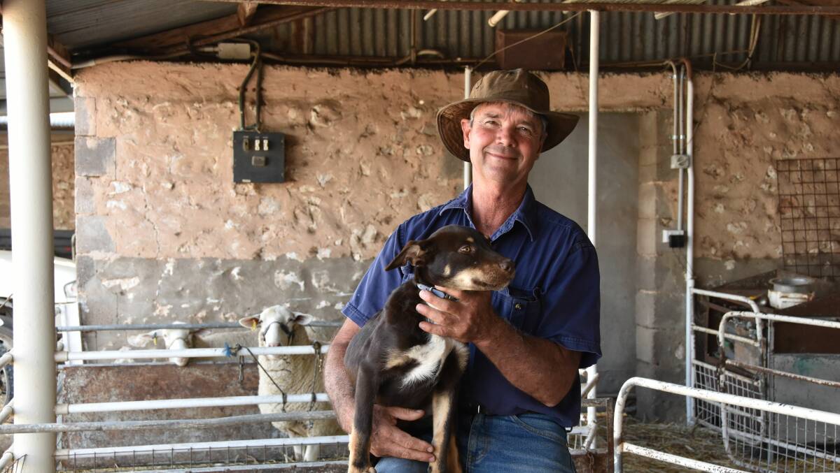 INDIVIDUAL APPROACH: Sheep Producers Australia president Allan Piggott says the end of the national OJD program will put the management of the diseases back onto producers, with good on-farm biosecurity needed.