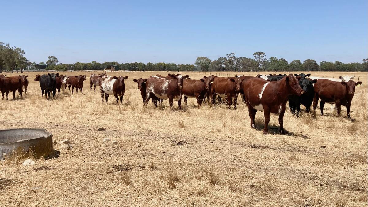 Some of Bayview's PTIC heifers which will be offered at the stud's first sale on Wednesday, March 16 at the Stoney Point complex near Naracoorte.