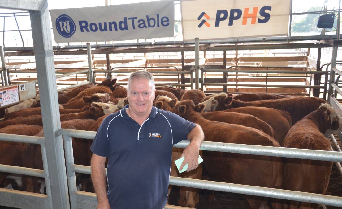 Owen Merrett, Merrett Livestock, Millicent, in front of the top pen of Simmental-Hereford steers offered by Arthur Facey, Millicent. The 408kg steers made $1630.