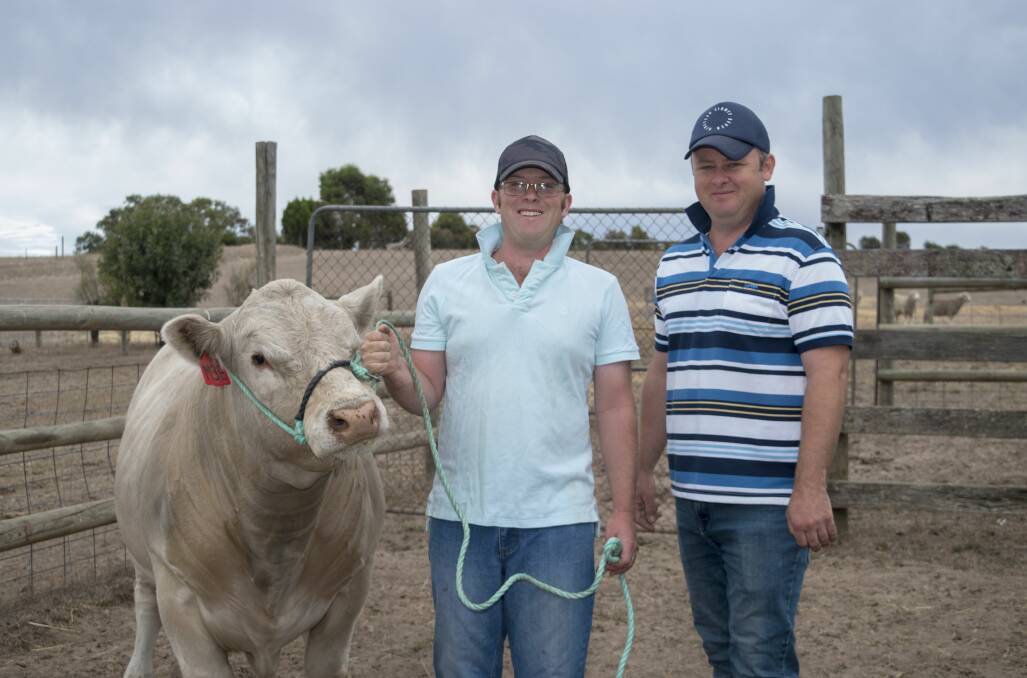 PROFITABLE CROSS: Sam Edwards and Josh Wiltshire, Mount Pleasant, with their Lot 6 bull, Moohaki Mustang for the new SA Charolais Sale later this month.