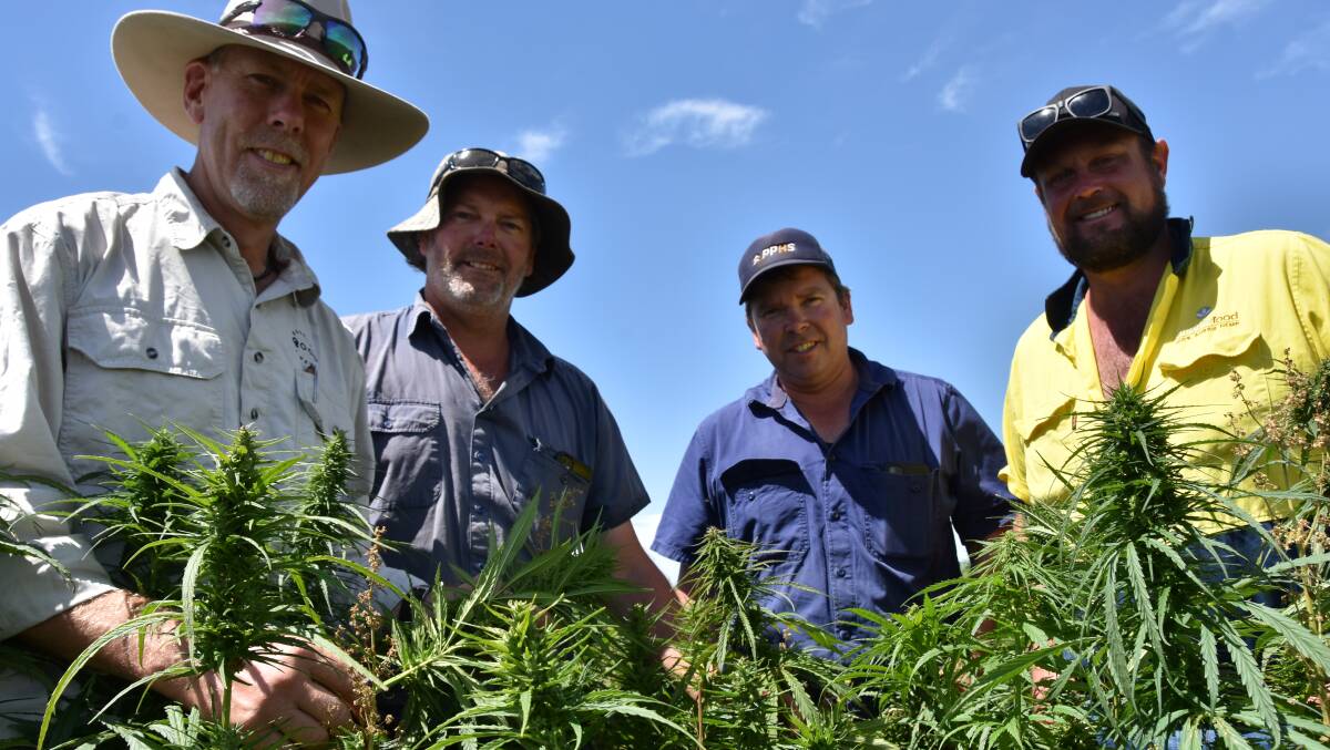 HIGH YIELDER: Good Country Hemp's Mick Andersen with Maaoupe growers Steve and Mick Moulton and Ananda Food's Andrew Linnertson in a crop of PR13 being grown for the first time in SA.