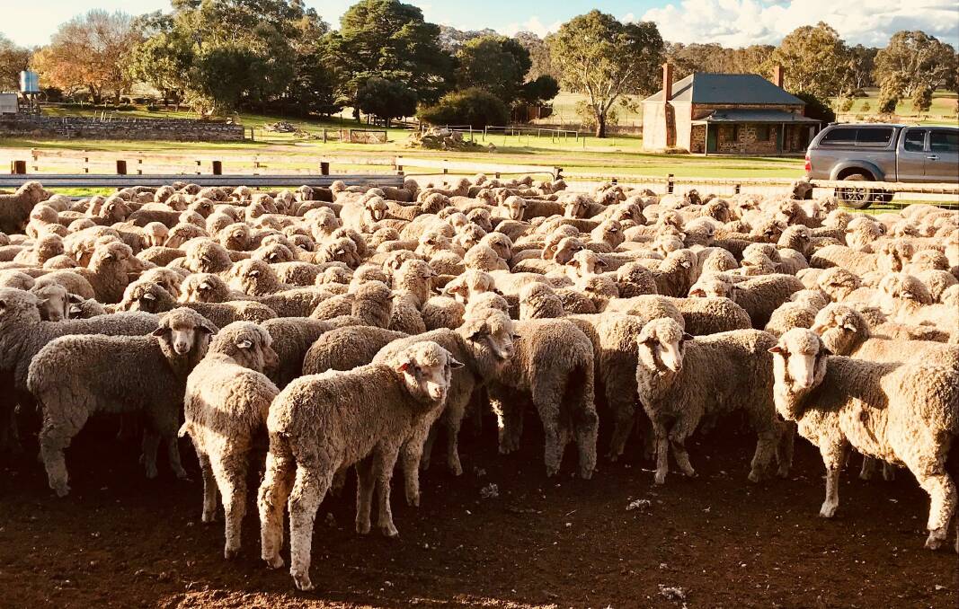 SIRE EVALUATION: The inaugural field day for the SA Merino Sire Evaluation Trial will be the first chance to inspect the progeny from the 16 sires.
